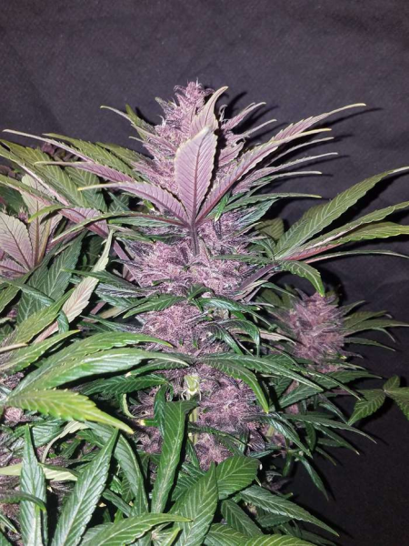 Blackberry Auto - FASTBUDS | TanieSianie.pl
