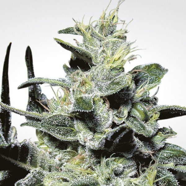 Nebula - PARADISE SEEDS | TanieSianie.pl