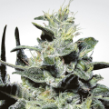 Nebula - PARADISE SEEDS