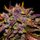 Blackberry Auto - FASTBUDS | TanieSianie.pl