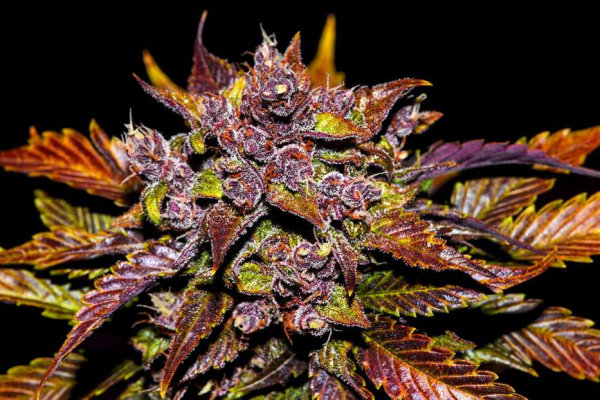 Blackberry Auto - FASTBUDS | TanieSianie.pl