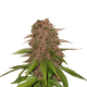 C4 Matic Auto - FASTBUDS | TanieSianie.pl