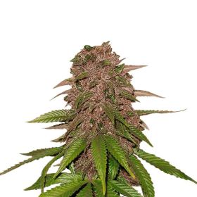 C4 Matic Auto - FASTBUDS | TanieSianie.pl