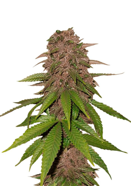 C4 Matic Auto - FASTBUDS | TanieSianie.pl