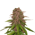 C4 Matic Auto - FASTBUDS