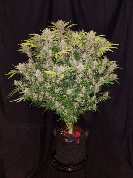 C4 Matic Auto - FASTBUDS | TanieSianie.pl
