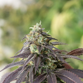 707 HeadBand - HUMBOLDT SEED | TanieSianie.pl