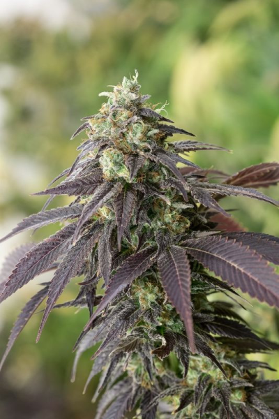 707 HeadBand - HUMBOLDT SEED | TanieSianie.pl