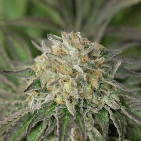 Amherst Sour Diesel - HUMBOLDT SEED | TanieSianie.pl