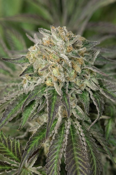 Amherst Sour Diesel - HUMBOLDT SEED | TanieSianie.pl