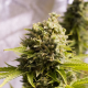 Bubba Cheese Auto - HUMBOLDT SEED | TanieSianie.pl
