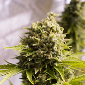 Bubba Cheese Auto - HUMBOLDT SEED | TanieSianie.pl