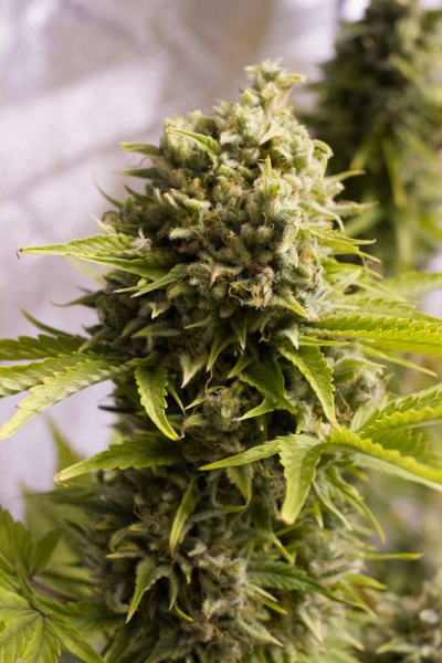 Bubba Cheese Auto - HUMBOLDT SEED | TanieSianie.pl