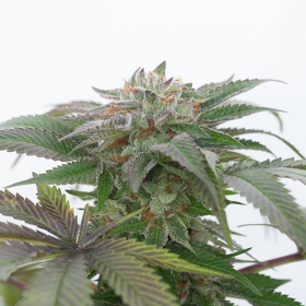 Bubba Kush 2.0 - HUMBOLDT SEED | TanieSianie.pl