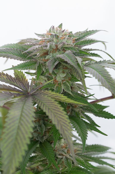 Bubba Kush 2.0 - HUMBOLDT SEED | TanieSianie.pl
