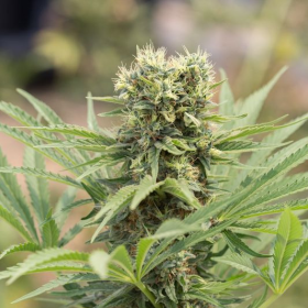Dedoverde Haze - HUMBOLDT SEED | TanieSianie.pl