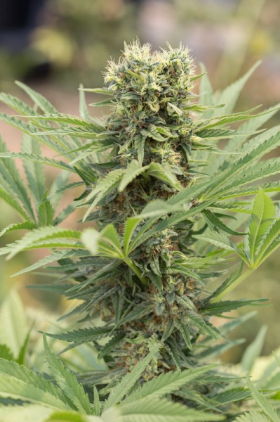 Dedoverde Haze - HUMBOLDT SEED | TanieSianie.pl