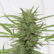 Dr Greenthumb's Dedoverde Haze Autoflowering - HUMBOLDT SEED | TanieSianie.pl