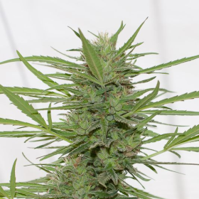 Dr Greenthumb's Dedoverde Haze Autoflowering - HUMBOLDT SEED | TanieSianie.pl