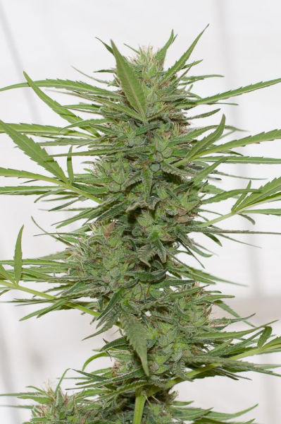 Dr Greenthumb's Dedoverde Haze Autoflowering - HUMBOLDT SEED | TanieSianie.pl