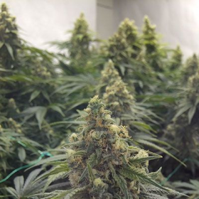 Desert Diesel - HUMBOLDT SEED | TanieSianie.pl