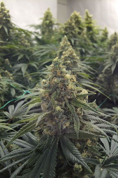 Desert Diesel - HUMBOLDT SEED | TanieSianie.pl