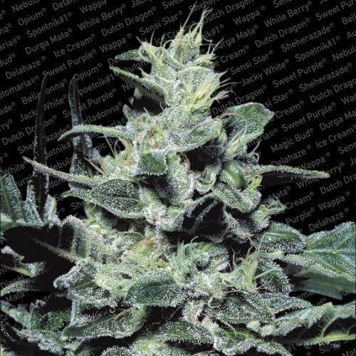 Nebula - PARADISE SEEDS | TanieSianie.pl