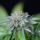 EWE 2 - HUMBOLDT SEED | TanieSianie.pl