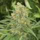 Green Crack - HUMBOLDT SEED | TanieSianie.pl