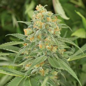 Green Crack - HUMBOLDT SEED | TanieSianie.pl