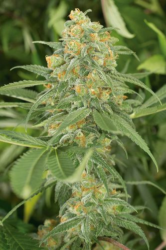 Green Crack - HUMBOLDT SEED | TanieSianie.pl
