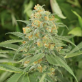 Green Crack - HUMBOLDT SEED