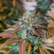 Lemon Kush Headband - HUMBOLDT SEED | TanieSianie.pl