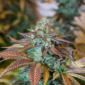 Lemon Kush Headband - HUMBOLDT SEED | TanieSianie.pl