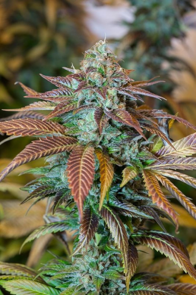 Lemon Kush Headband - HUMBOLDT SEED | TanieSianie.pl
