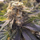 Lost Coast Hashplant - HUMBOLDT SEED | TanieSianie.pl