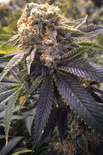 Lost Coast Hashplant - HUMBOLDT SEED | TanieSianie.pl