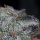 Nebula - PARADISE SEEDS | TanieSianie.pl