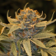 Lost Coast OG - HUMBOLDT SEED | TanieSianie.pl