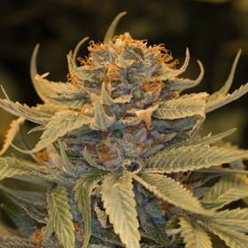 Lost Coast OG - HUMBOLDT SEED | TanieSianie.pl