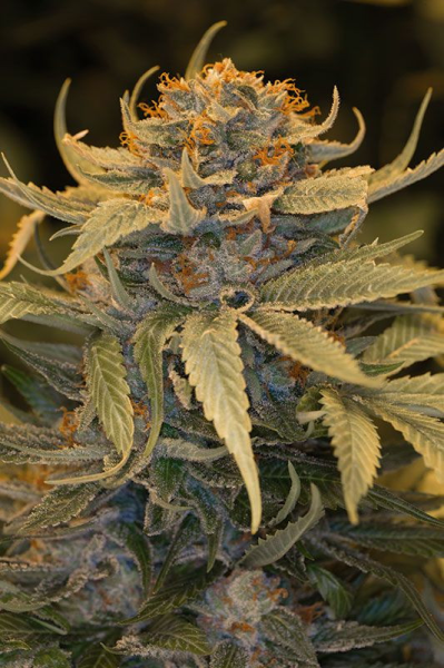 Lost Coast OG - HUMBOLDT SEED | TanieSianie.pl