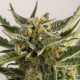 Lost Coast Skunk Auto - HUMBOLDT SEED | TanieSianie.pl
