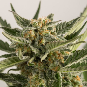 Lost Coast Skunk Auto - HUMBOLDT SEED | TanieSianie.pl