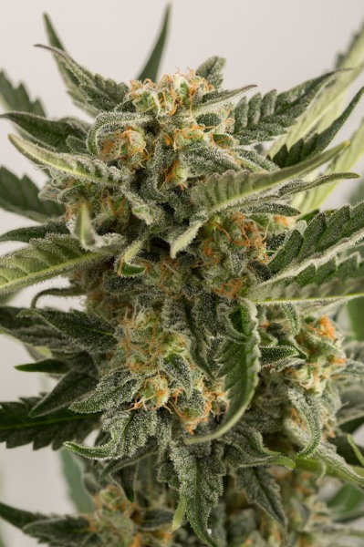 Lost Coast Skunk Auto - HUMBOLDT SEED | TanieSianie.pl