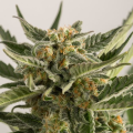 Lost Coast Skunk Auto - HUMBOLDT SEED