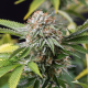Mango Sapphire - HUMBOLDT SEED | TanieSianie.pl