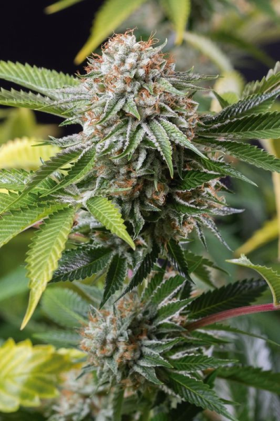 Mango Sapphire - HUMBOLDT SEED | TanieSianie.pl