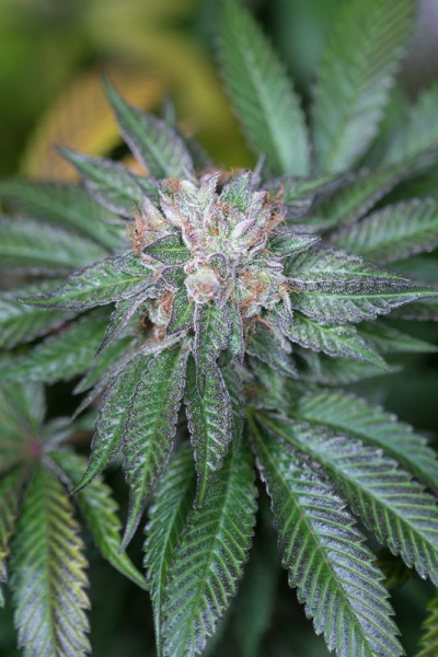 Master Kush - HUMBOLDT SEED | TanieSianie.pl