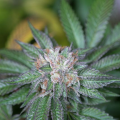 Master Kush - HUMBOLDT SEED