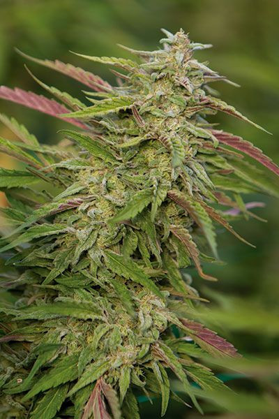Purple Trainwreck - HUMBOLDT SEED | TanieSianie.pl
